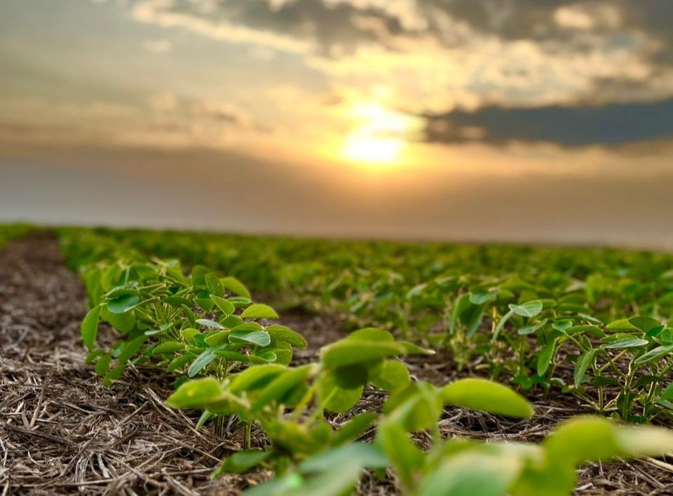 Pesquisa da Fundação Rio Verde apresenta efeito de produtos foliares na nutrição da soja na safra 2025/2026